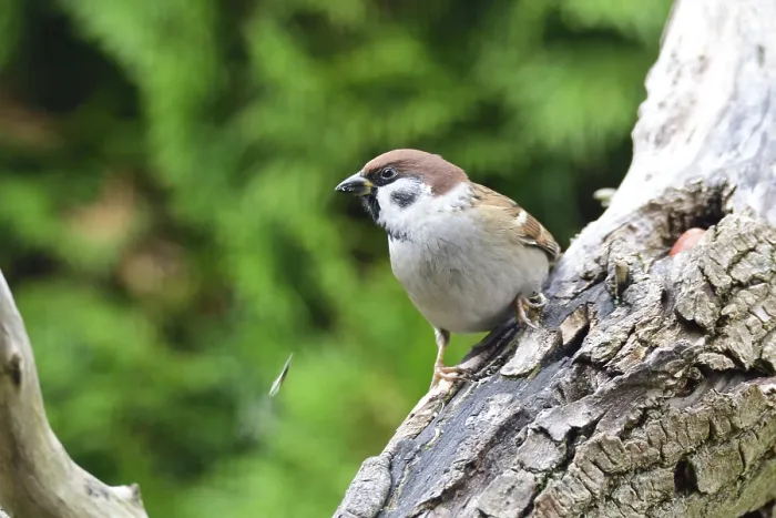 Framed Print : Eurasian Tree Sparrow Print - Foraging on a Branch Framed Print : Eurasian Tree Sparrow Print - Foraging on a Branch