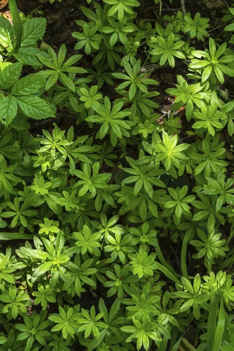 Framed Print : Lush Forest Floor Print Framed Print : Lush Forest Floor Print