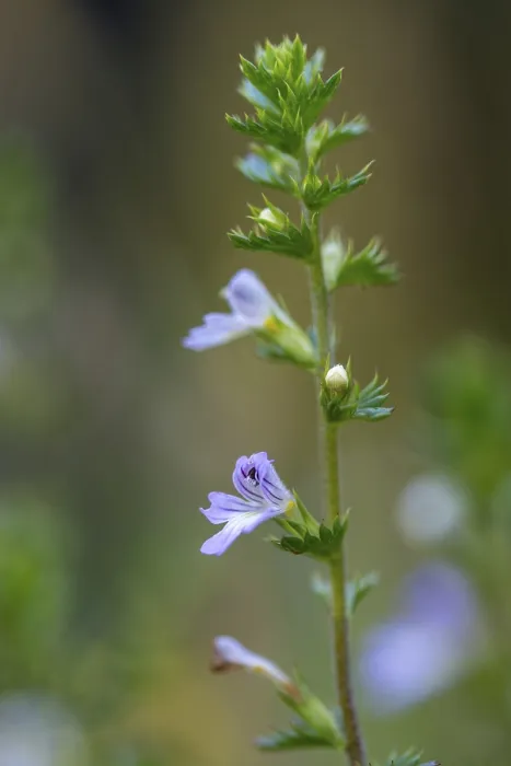 Framed Print : Eye Rust, Brownroot Print - Euphrasia Species Framed Print : Eye Rust, Brownroot Print - Euphrasia Species