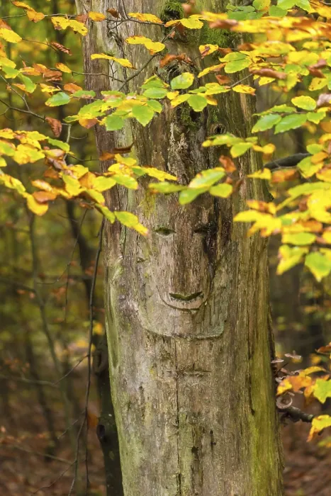 Framed Print : Face in a Tree, Liederbach, Rhineland-Palatinate Print Framed Print : Face in a Tree, Liederbach, Rhineland-Palatinate Print