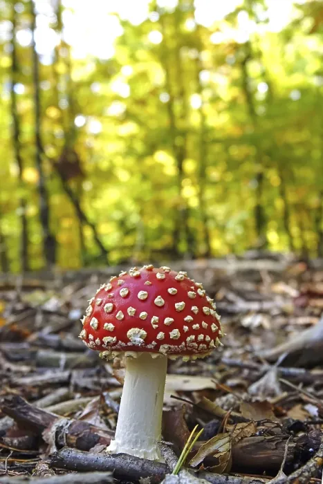 Framed Print : Fairytale Toadstool Print, Autumn Germany Framed Print : Fairytale Toadstool Print, Autumn Germany