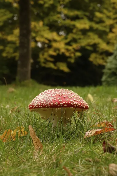 Framed Print : Fairytale Toadstool Print, Autumn Germany Framed Print : Fairytale Toadstool Print, Autumn Germany