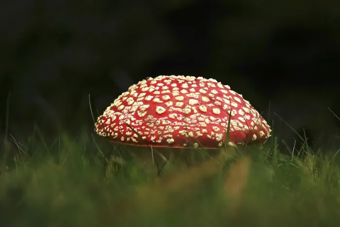 Framed Print : Fairytale Toadstool Print, Autumn in Germany Framed Print : Fairytale Toadstool Print, Autumn in Germany