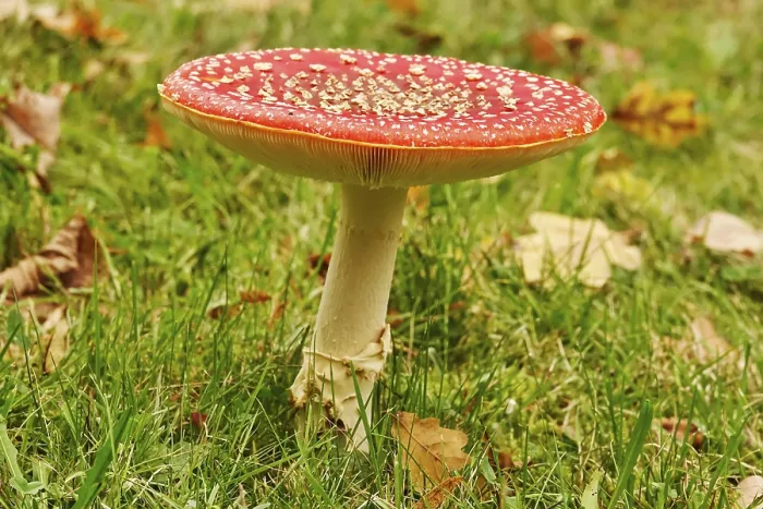 Framed Print : Fairytale Toadstool Print, Autumn Germany Framed Print : Fairytale Toadstool Print, Autumn Germany