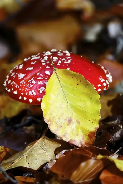Framed Print : Fairytale Toadstool Print, Autumn Germany Framed Print : Fairytale Toadstool Print, Autumn Germany