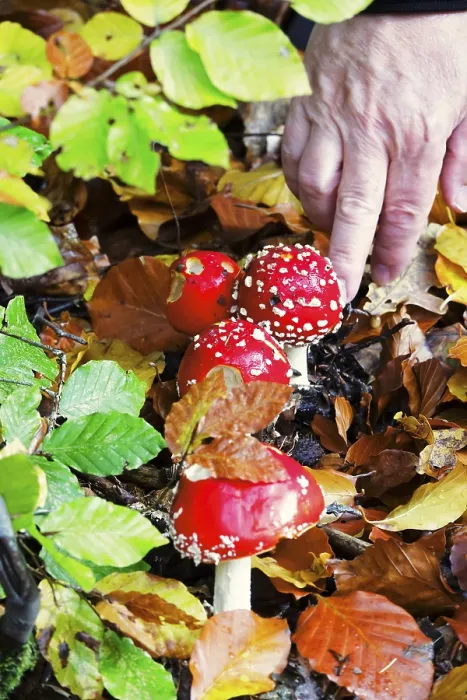 Framed Print : Fairytale Toadstools Print, Autumn Germany Framed Print : Fairytale Toadstools Print, Autumn Germany