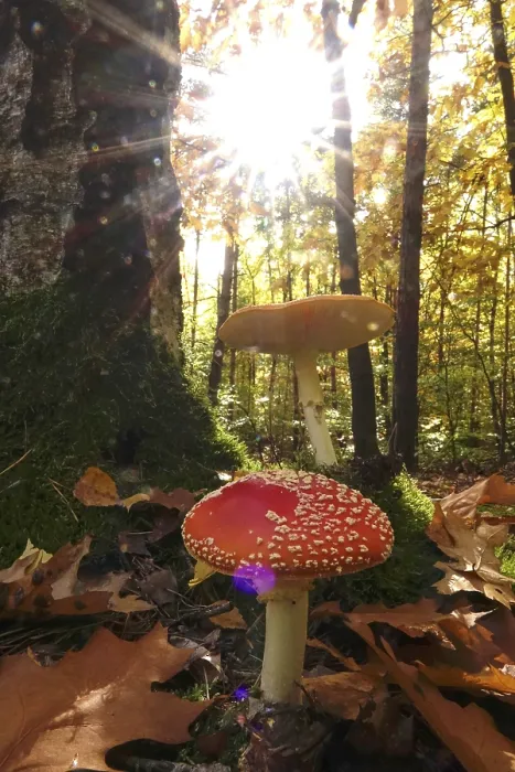 Framed Print : Fairytale toadstools in the forest, autumn print, Germany Framed Print : Fairytale toadstools in the forest, autumn print, Germany