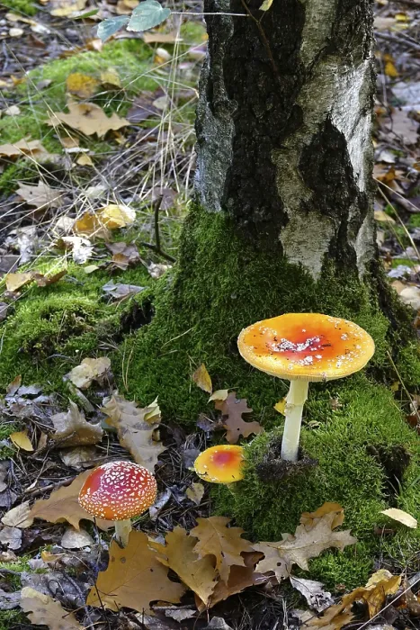 Framed Print : Autumn Toadstools in German Forest Print Framed Print : Autumn Toadstools in German Forest Print
