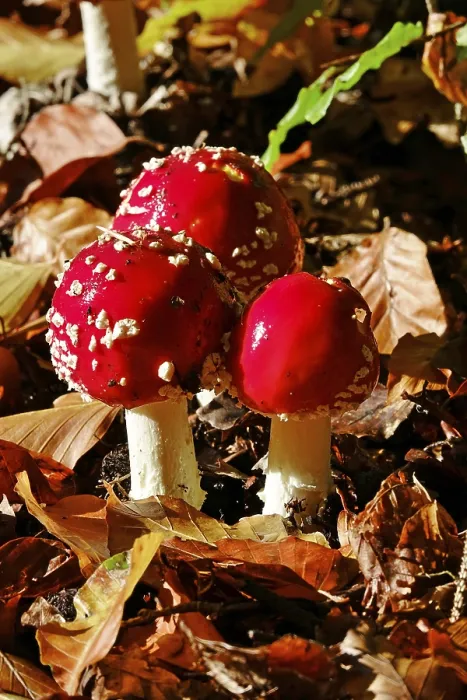 Framed Print : Autumn Toadstools in German Forest Print Framed Print : Autumn Toadstools in German Forest Print