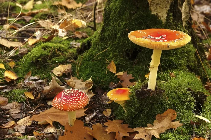 Framed Print : Fairytale toadstools in autumn forest, Germany print Framed Print : Fairytale toadstools in autumn forest, Germany print