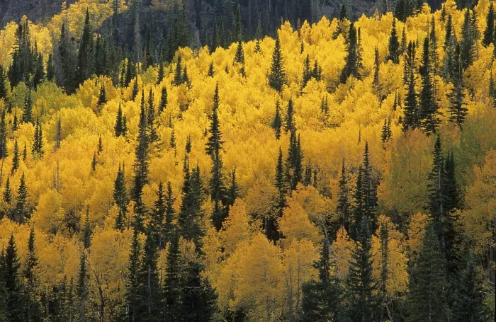 Framed Print : Fall Coloured Forest Print, Wasatch Range, Utah, USA Framed Print : Fall Coloured Forest Print, Wasatch Range, Utah, USA