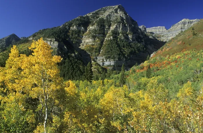 Framed Print : Fall Coloured Forest Print, Wasatch Range, Utah Framed Print : Fall Coloured Forest Print, Wasatch Range, Utah
