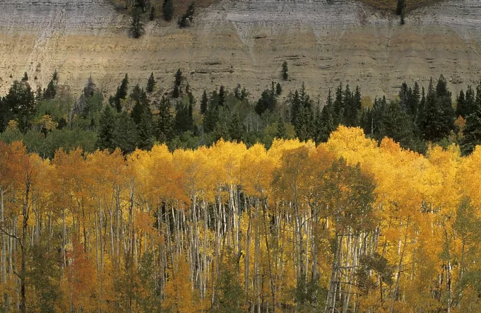 Framed Print : Fall Coloured Forest Print, Wasatch Range, Utah, USA