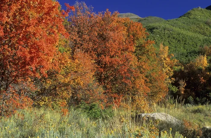 Framed Print : Fall Coloured Maple Trees Print, Wasatch Range, Utah Framed Print : Fall Coloured Maple Trees Print, Wasatch Range, Utah