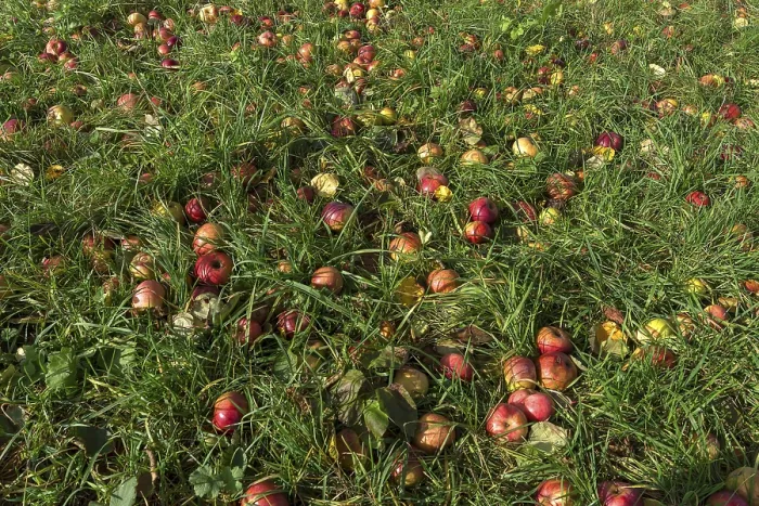 Framed Print : Fallen Apples in Bavarian Grass Print Framed Print : Fallen Apples in Bavarian Grass Print