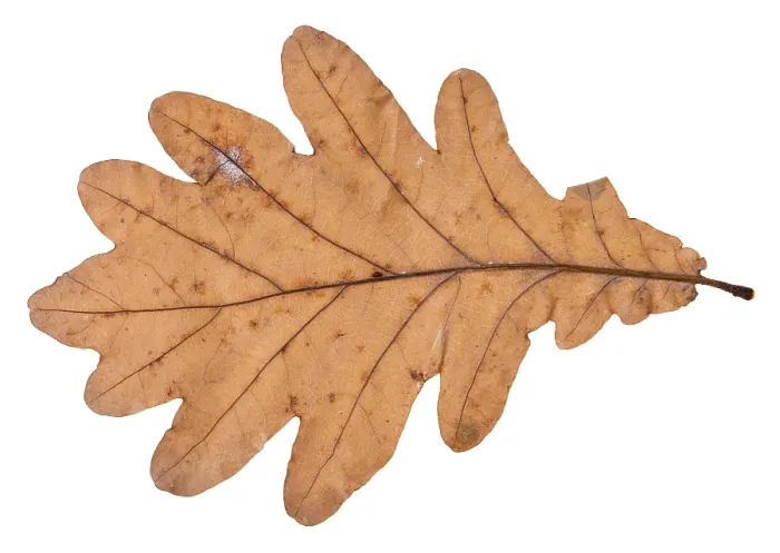 Framed Print : Fallen Oak Leaf Print Framed Print : Fallen Oak Leaf Print