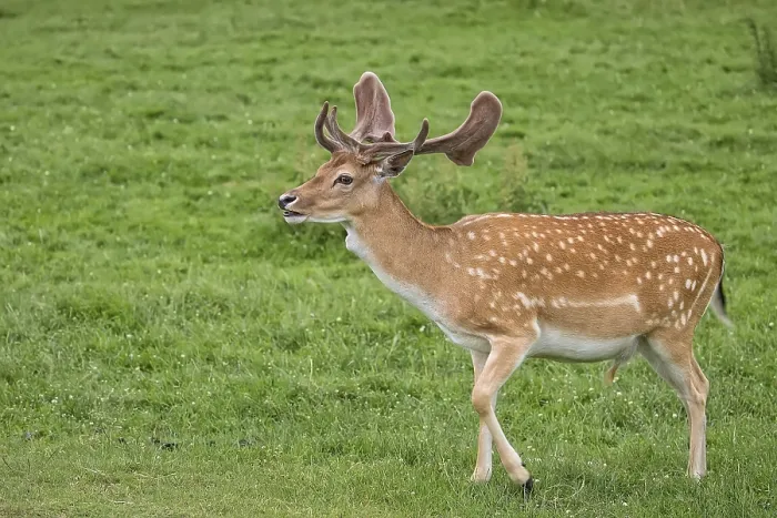 Framed Print : Fallow Deer in a Clearing Print Framed Print : Fallow Deer in a Clearing Print