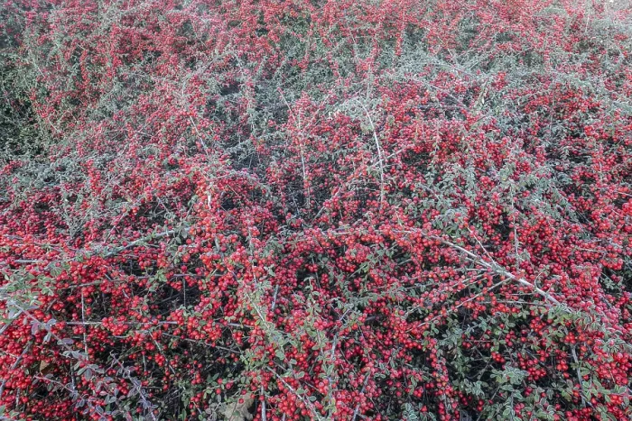 Framed Print : Fan-shaped Cotoneaster Print, Emsland, Germany Framed Print : Fan-shaped Cotoneaster Print, Emsland, Germany