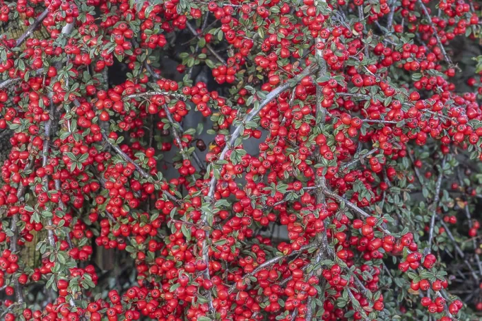 Framed Print : Fan-shaped Cotoneaster Print, Emsland, Germany Framed Print : Fan-shaped Cotoneaster Print, Emsland, Germany