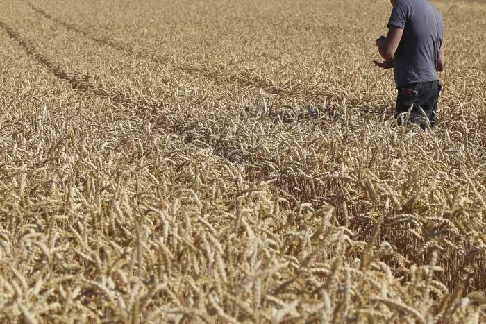 Framed Print : Farmer Inspects Grain Harvest Print Framed Print : Farmer Inspects Grain Harvest Print