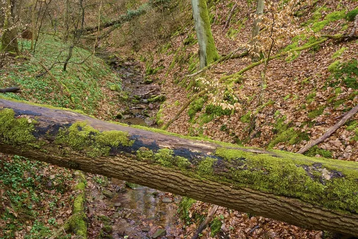Framed Print : A Felled Tree Print, Seltenbach Gorge, Germany Framed Print : A Felled Tree Print, Seltenbach Gorge, Germany