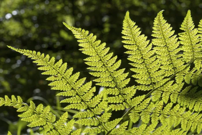 Framed Print : Fern in Backlight Print, Upper Bavaria, Germany Framed Print : Fern in Backlight Print, Upper Bavaria, Germany