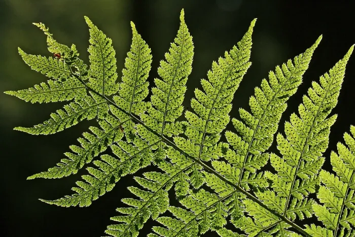 Framed Print : Fern Leaf Print Framed Print : Fern Leaf Print