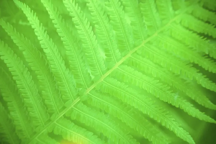 Framed Print : Fern Leaf Print Framed Print : Fern Leaf Print