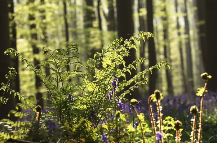 Framed Print : Fern in Spring Forest Sunlight Print Framed Print : Fern in Spring Forest Sunlight Print