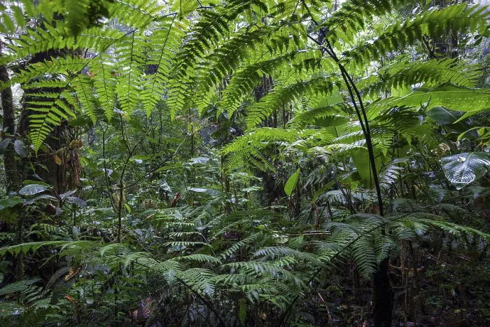 Framed Print : Ferns in Cloud Forest Print, Costa Rica Framed Print : Ferns in Cloud Forest Print, Costa Rica