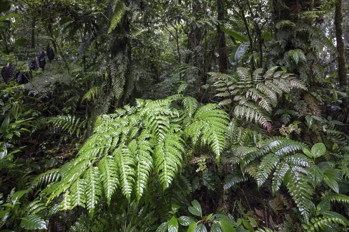Framed Print : Ferns in Cloud Forest Print, Costa Rica Framed Print : Ferns in Cloud Forest Print, Costa Rica