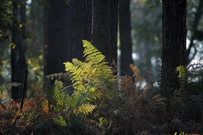 Framed Print : Ferns against the Light Print Framed Print : Ferns against the Light Print