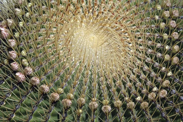 Framed Print : Ferocactus histrix Print - Prickly Pear Cactus Framed Print : Ferocactus histrix Print - Prickly Pear Cactus