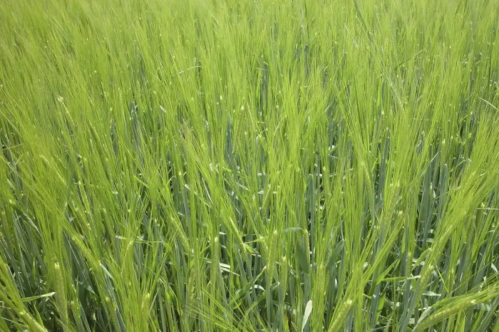 Framed Print : Field Field Print by imageBROKER Framed Print : Field Field Print by imageBROKER