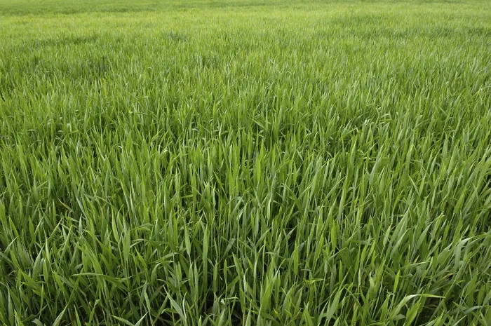 Framed Print : Field Field Print by imageBROKER Framed Print : Field Field Print by imageBROKER