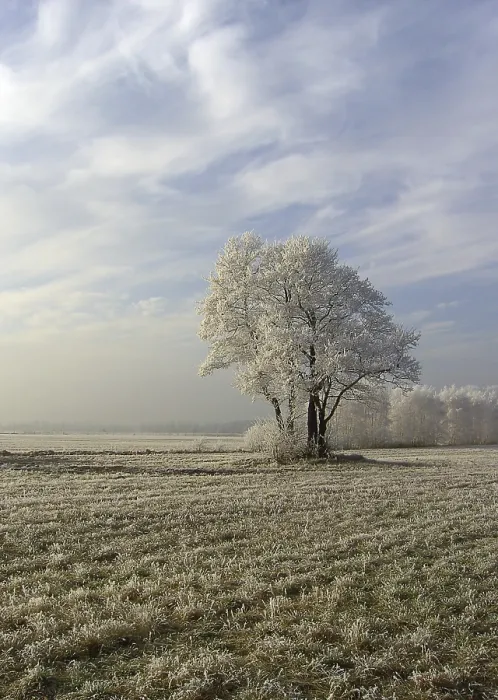 Framed Print : Field Field Print by imageBROKER Framed Print : Field Field Print by imageBROKER
