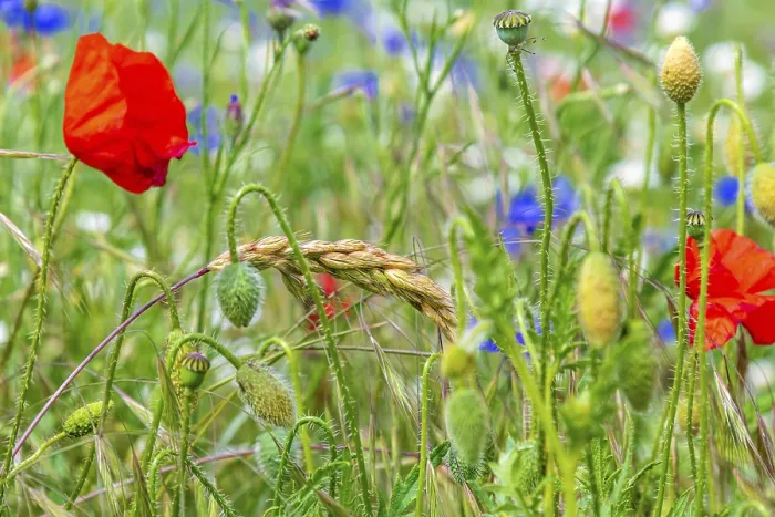 Framed Print : The Field Print from imageBROKER Framed Print : The Field Print from imageBROKER