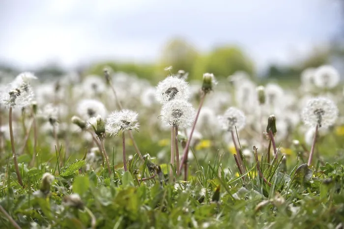 Framed Print : A Field of Dandelions in Various Stages Print Framed Print : A Field of Dandelions in Various Stages Print