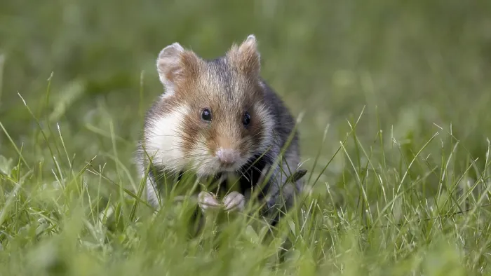 Framed Print : Field Hamster Print Framed Print : Field Hamster Print