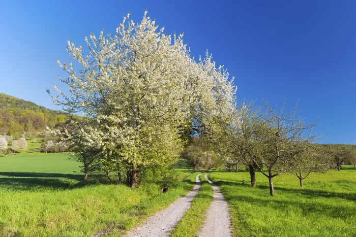 Framed Print : Field Path with Blooming Cherry Tree Print, Germany Framed Print : Field Path with Blooming Cherry Tree Print, Germany