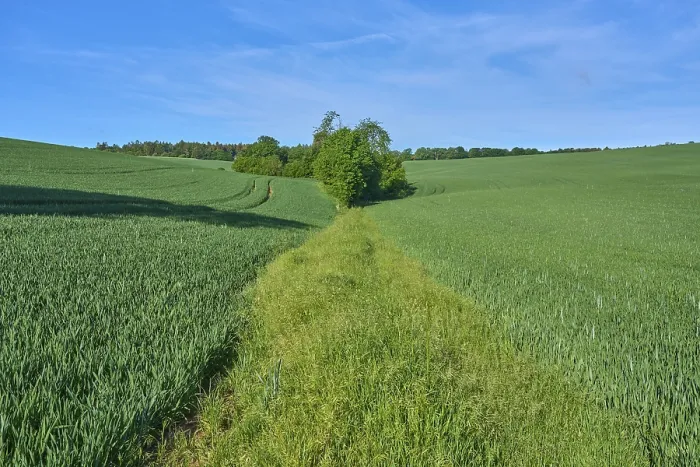Framed Print : Field Path with Grain Field in Spring Print, GroBheubach, Germany Framed Print : Field Path with Grain Field in Spring Print, GroBheubach, Germany