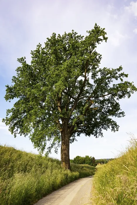 Framed Print : Field path with old oak tree print, Upper Austria, Austria Framed Print : Field path with old oak tree print, Upper Austria, Austria