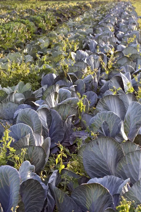 Framed Print : Field with Red Cabbage Print Framed Print : Field with Red Cabbage Print