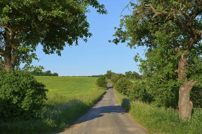 Framed Print : Field Road with Apple Tree in Spring Print, Bavaria, Germany Framed Print : Field Road with Apple Tree in Spring Print, Bavaria, Germany