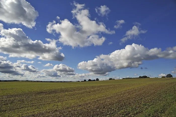 Framed Print : Field with sprouting wheat, cumulus clouds Print, Germany Framed Print : Field with sprouting wheat, cumulus clouds Print, Germany