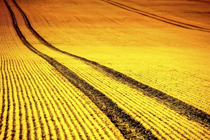 Framed Print : Field at Sunset Print Framed Print : Field at Sunset Print