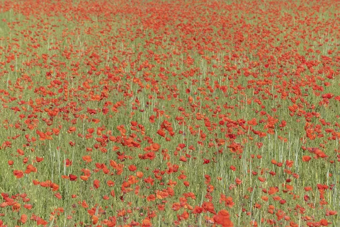 Framed Print : Fields filled with poppies in spring Print - Alsace, France Framed Print : Fields filled with poppies in spring Print - Alsace, France