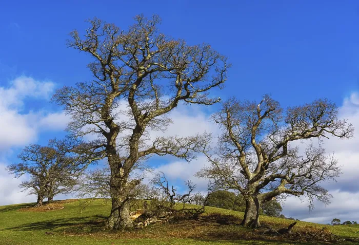 Framed Print : Devon Landscape Print: Fields, Meadows and Old Oak Trees Framed Print : Devon Landscape Print: Fields, Meadows and Old Oak Trees