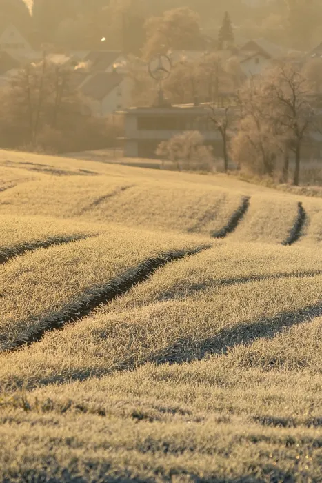 Framed Print : Fields in Winter at Sunrise, Nagold Print Framed Print : Fields in Winter at Sunrise, Nagold Print