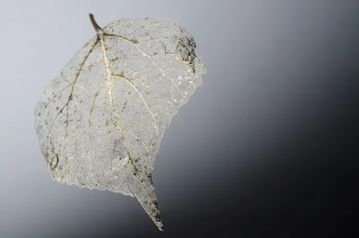 Framed Print : Fine Details of a Skeleton Leaf Print Framed Print : Fine Details of a Skeleton Leaf Print